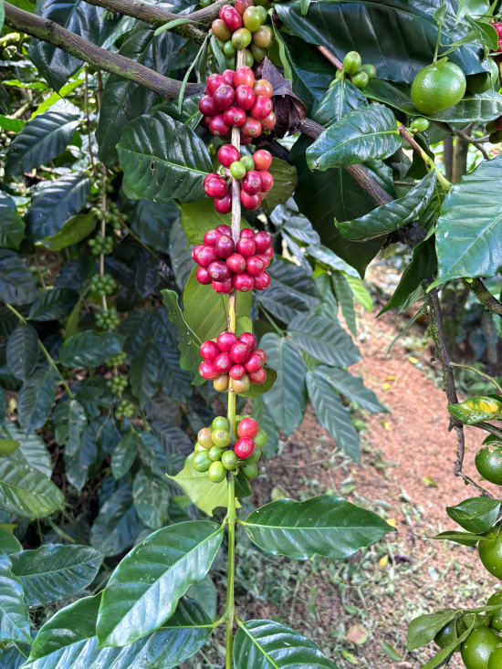 Bali Kintamani