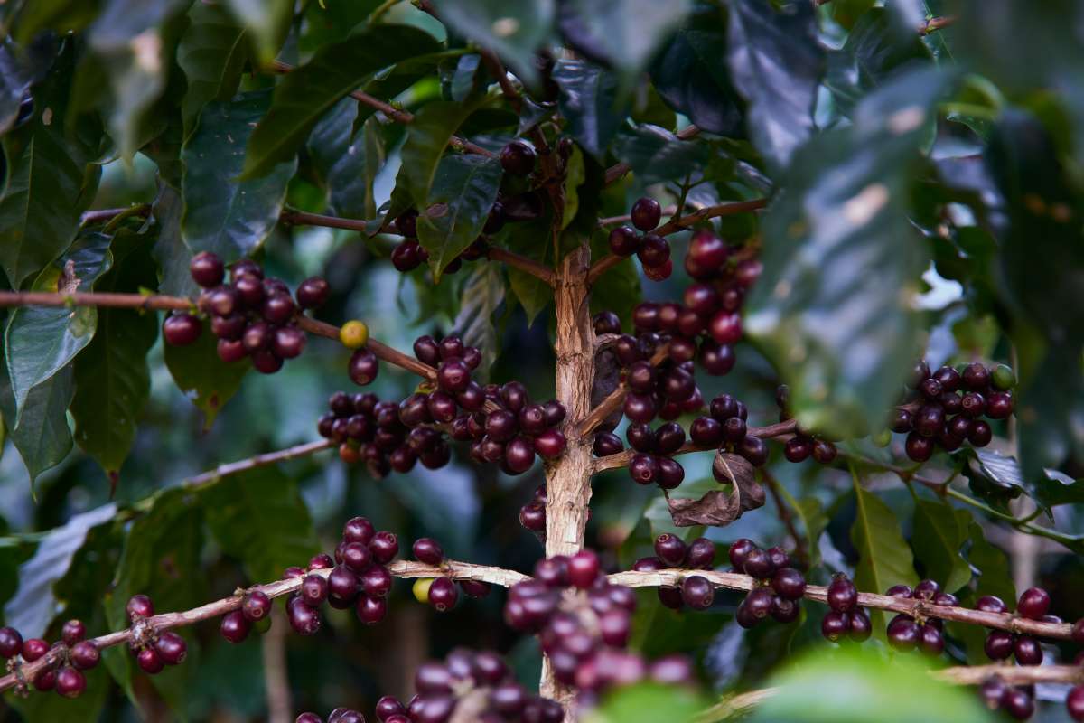 Guatemala El Boqueron