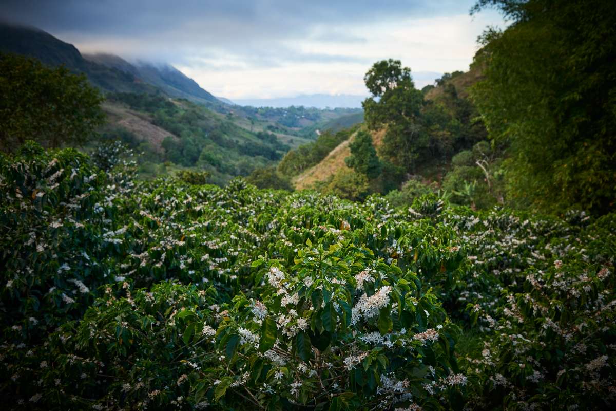 Colombia Huila Gran Galope