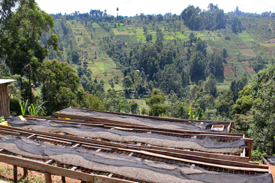 Kenya AA Kichwa Tembo