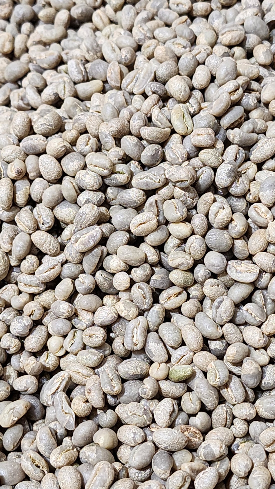 Tanzania Peaberry green coffee