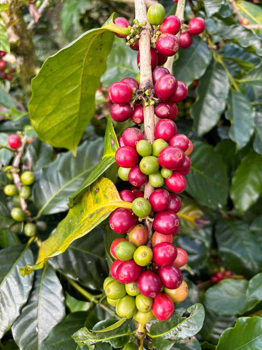 Bali Kintamani
