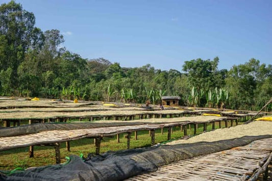 Ethiopia Yirgacheffe