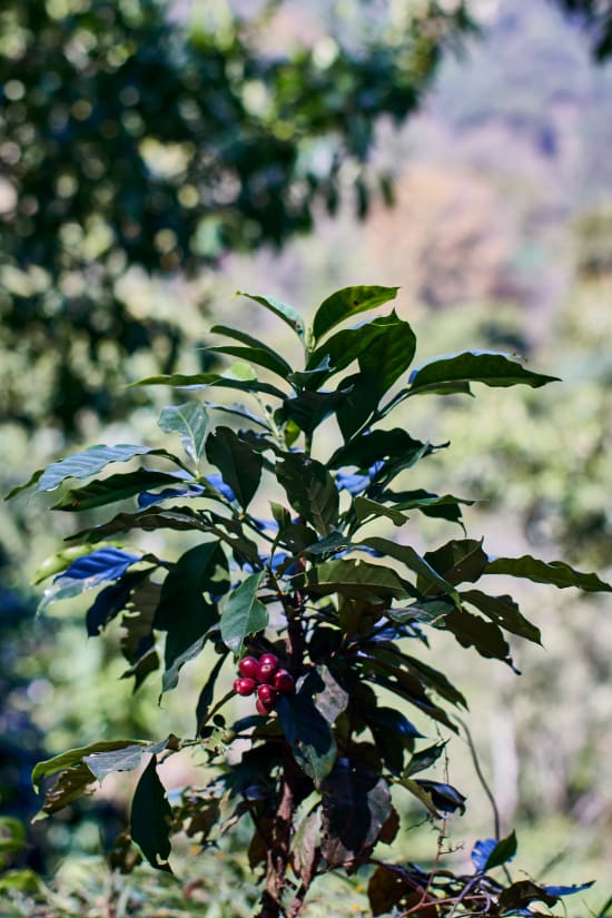 Guatemala Huehuetenango