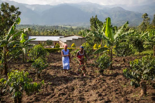 Uganda Rwenzori