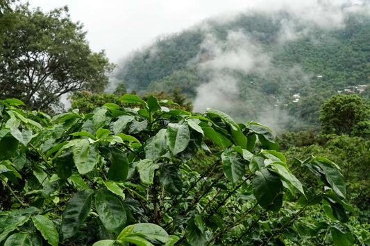 El Salvador Cerro Negro